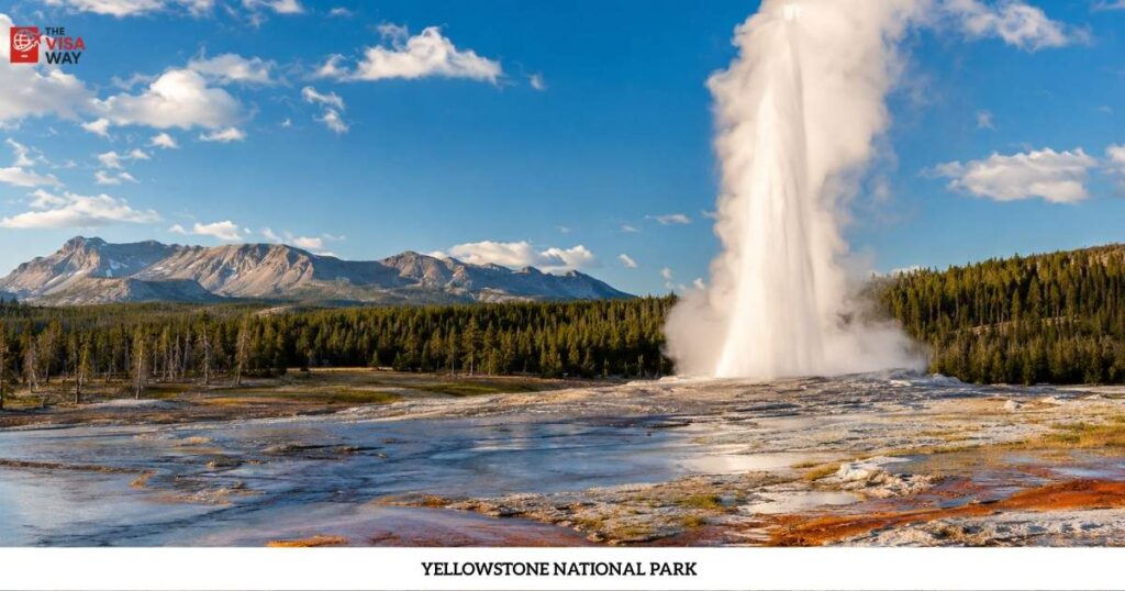 Old Faithful geyser erupting at Yellowstone National Park under a clear blue sky